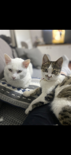 Oyuncu Van kedisi fotoğraf