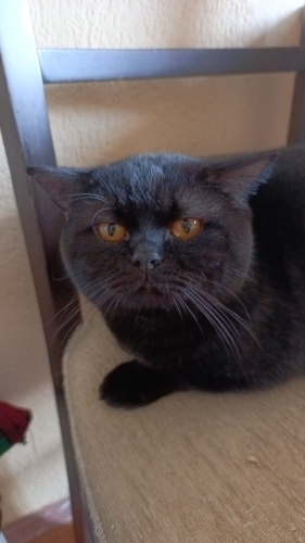 Karam için sıcak bir yuva arıyoruz fotoğraf