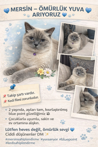 Güzel kız yeni yuvasını ariyor fotoğraf