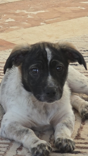 Jack Russell yuva arıyoruz fotoğraf