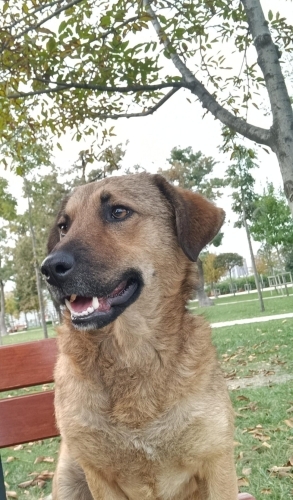 Acil yuva aranıyor fotoğraf