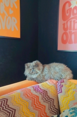 Yumuğun ömürlük ailesi olur musunuz🍀🌸🩷 fotoğraf