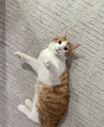 Behlül yuva arıyor fotoğraf