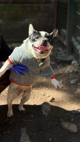 Ücretsiz sahiplenme Osman French bulldog fotoğraf