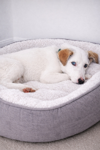 Ücretsiz sahiplenme küçücük irk acil yuva fotoğraf