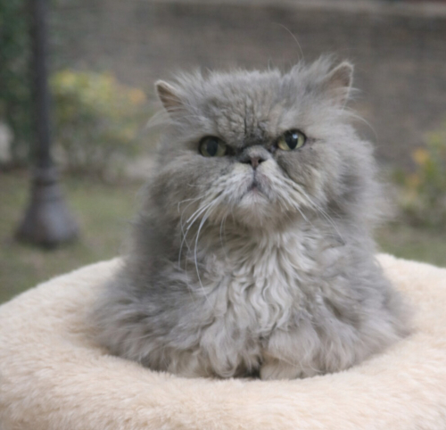 AÇIKLAMAYI OKUYUNUZ LÜTFEN fotoğraf