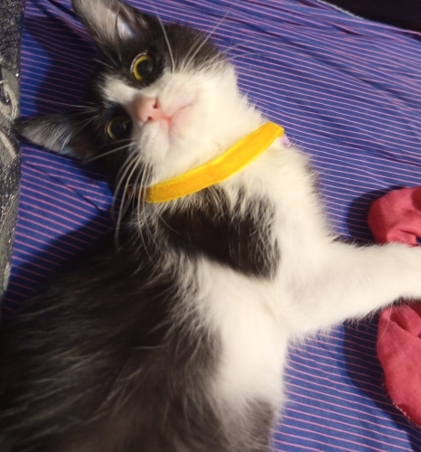 Bitter Çikolata fotoğraf