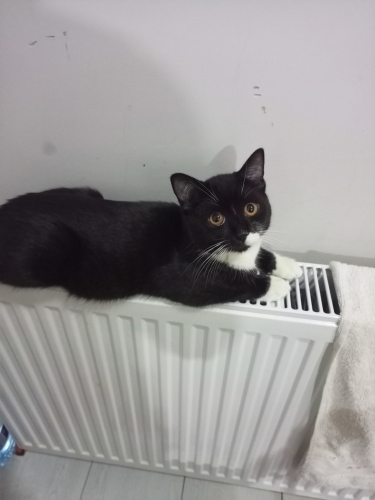 Minik Tom yuva arıyor fotoğraf