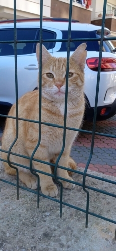 ACİL YUVA, APARTMANA GİRDİĞİ İÇİN TEHTİD EDİLİYOR fotoğraf