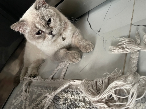 Uysal sevecen kızım fotoğraf