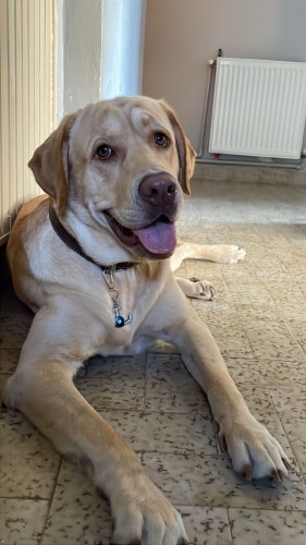 Latte yuvasını arıyor fotoğraf