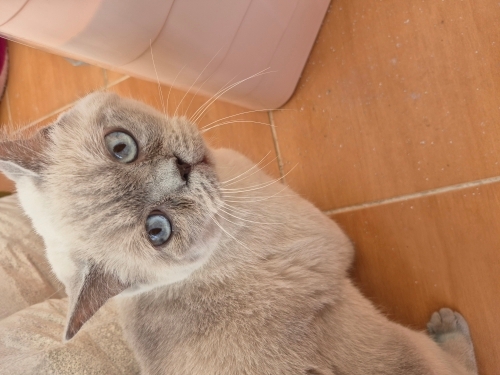 ALEX YUVA ARİYOR fotoğraf