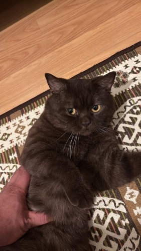 Ücretsiz British kedimi sahiplendiriyorum fotoğraf