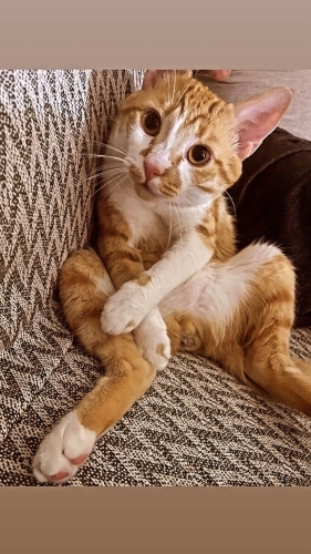 Bu akıllı bıdık tam eğitimli komut algılayabilen oyuncu oğlan yuva arıyor fotoğraf