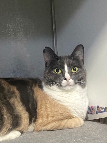 Şans kedisi masal kız ömürlük yuvasını arıyor fotoğraf