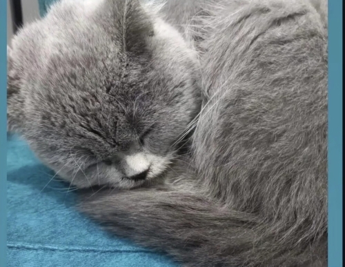 Miu acil yuva arıyor fotoğraf