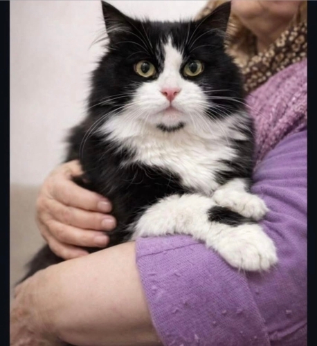 İnci yuva arıyor fotoğraf