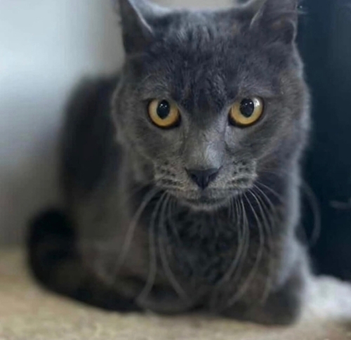 Leo yuva arıyor fotoğraf