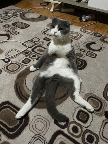 BRİTİSH-SCOTTISH FOLD VETERİNERDEN ‼️ fotoğraf