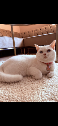 1 Yaşında Dişi Kısır British fotoğraf