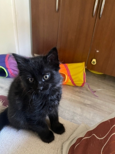 2 aylık yavrumuza ömürlük yuva arıyoruz fotoğraf