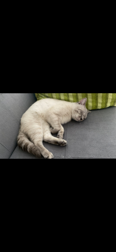 Scottish Fold Bulut Ömürlük Yuva Arıyor (Birlikte Sahiplendirme) fotoğraf