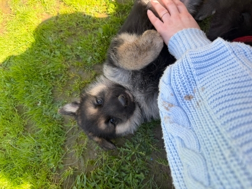 Beyaz ve siyah alman kurdu yavrus fotoğraf