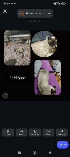 British disi kedimi sahiblendirmek istiyorum asilari tam fotoğraf