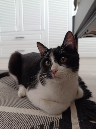 Aşırı tatlı Mia kızımıza ömürlük huzurlu bir yuva . fotoğraf