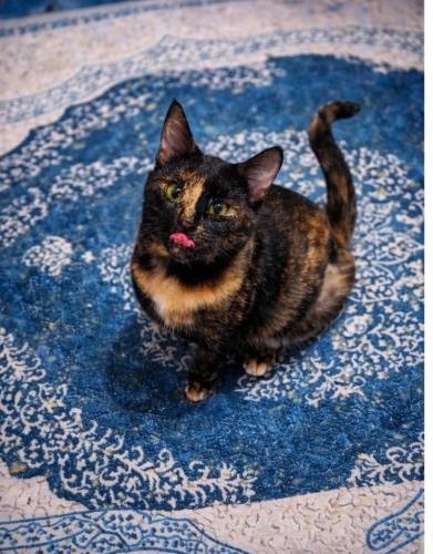 ONA KAPISINI AÇACAK BİR VİCDAN YOK MU? BİR KEDİ DAHA KAÇ KEZ TERKEDİLMELİ! fotoğraf