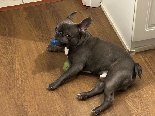 Yakışıklı Blue French fotoğraf