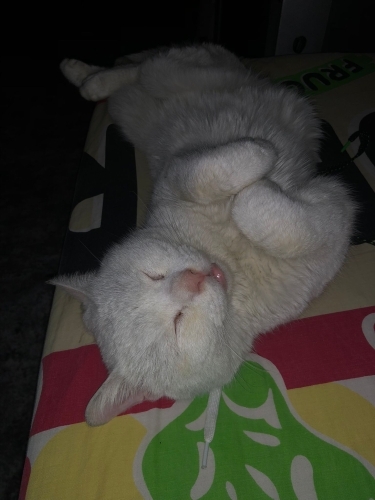 Cins kedimize yuva fotoğraf