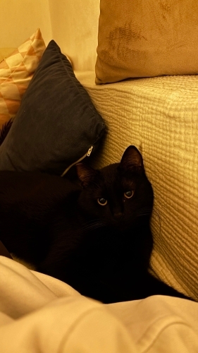 Sevecen kızımız Lily için aile arıyoruz fotoğraf