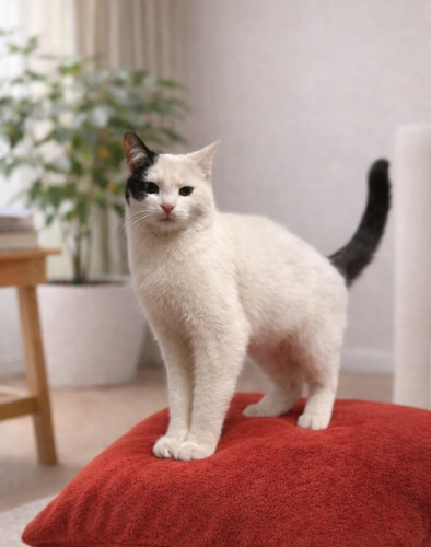 Pamuk şeker kedimiz fotoğraf