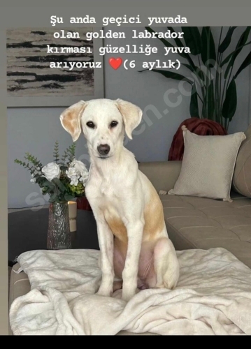 6 Aylık Dişi Labrador–Golden Kırması Ella Ömürlük Yuva Arıyor 🐶 fotoğraf