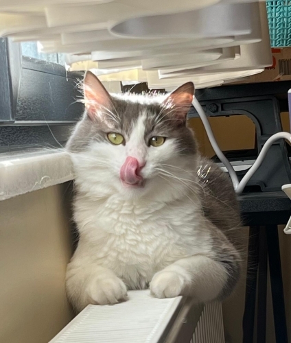 7 Yaşındaki Kedimizi Zorunlu Sahiplendiriyoruz fotoğraf