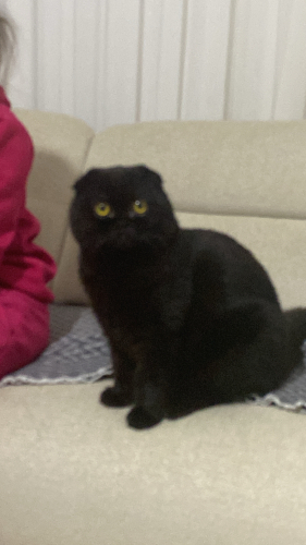 Kedimizi sahiplendiriyoruz fotoğraf