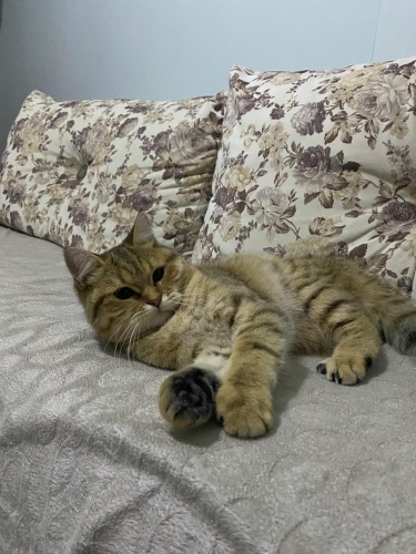 Kedi Tarçın’a Yeni Ev Arıyoruz! Ücretsiz Sahiplendirme 🐱” fotoğraf