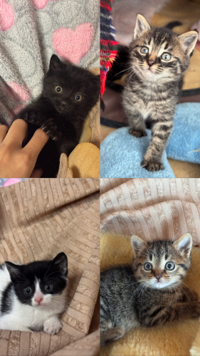 Bebişe Acil yuva arıyoruzz fotoğraf