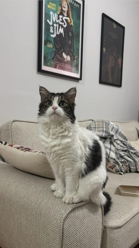 KISIR VE SOKAK GÖRMEMİŞ VENÜS İÇİN YUVA ARIYORUZ fotoğraf