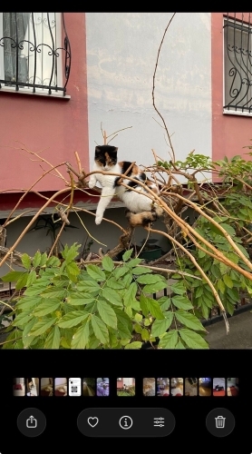 Acil yuva arıyoruz fotoğraf