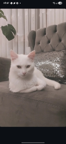 Sokağa bırakılmış güzel huylu insancıl bir oğlan. fotoğraf