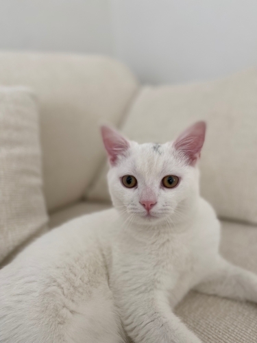 Lokumumuzu sahiplendiriyoruz fotoğraf