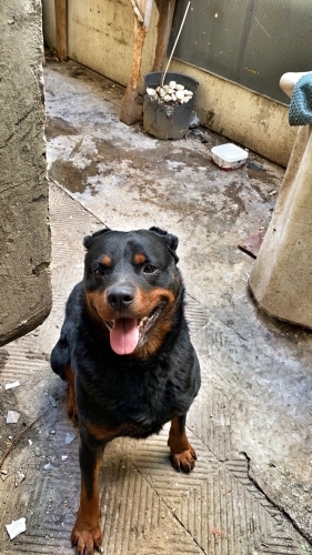 Rotweiller oglumuza yuva fotoğraf