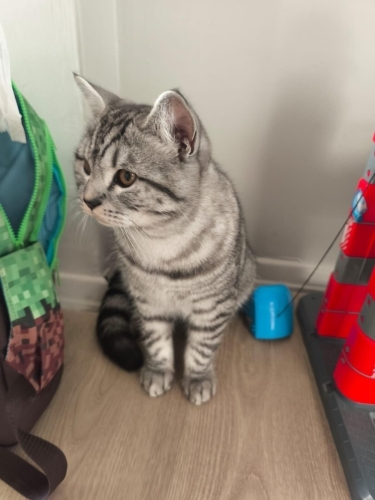 Gümüş paşaya kalıcı yuva arıyoruz fotoğraf