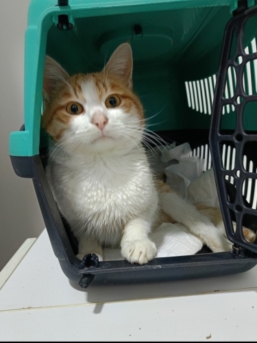 Eskişehir Felç kedi (Engelli canlara öncelik) fotoğraf