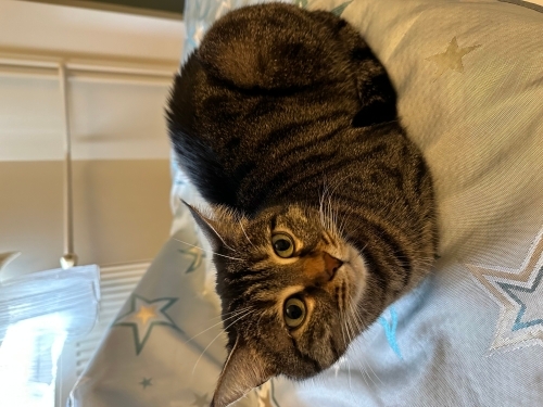 Masum yavrum yeni yuvasını arıyor fotoğraf