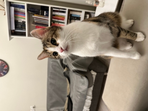 Evimizin neşesi minik kızımız yeni yuvasını arıyor fotoğraf