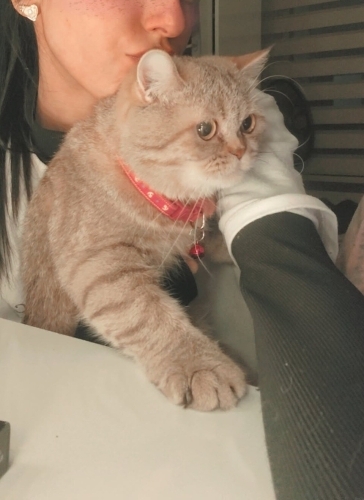 Tarçına güvenilir aile arıyoruz🫶🏻 fotoğraf