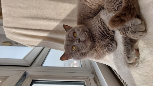 Müjgan kalıcı yuvasını arıyor fotoğraf